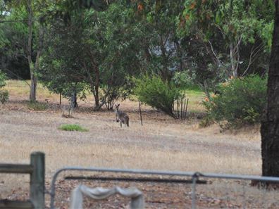 Lot 216, 216 Coventry Street, Bullsbrook WA 6084