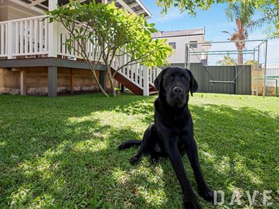 239 Holbeck Street, Doubleview WA 6018