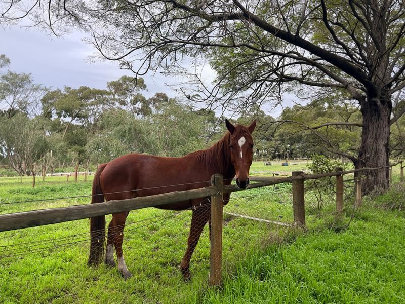 111 Ryelands Drive, North Boyanup
