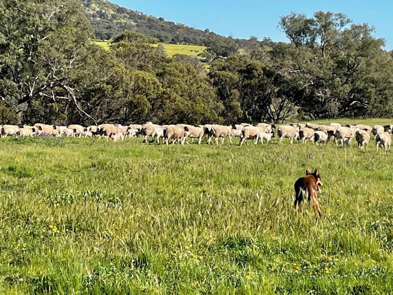 1004 Northam-Toodyay, Toodyay