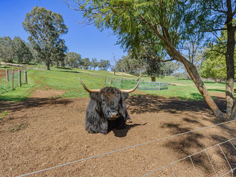 133 Wilson Road, Bullsbrook