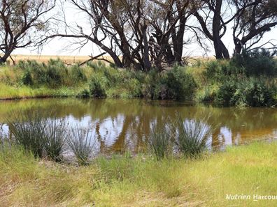 Corner Eaton & Rossmore Road, Goomalling WA 6460