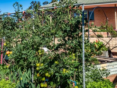 50 Stephen Road, Waggrakine WA 6530