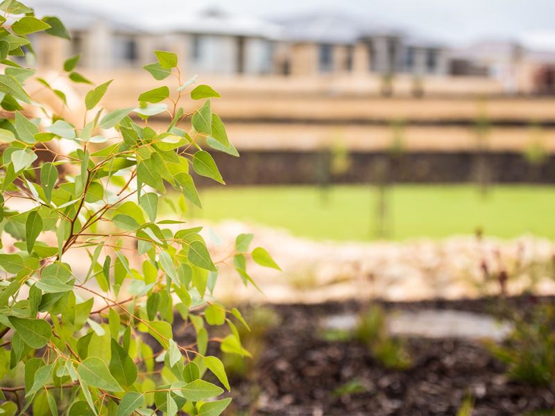 450/19 Lisianthus Terrace, Beeliar