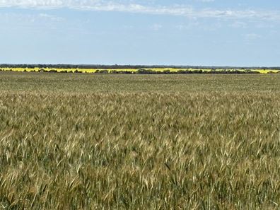 North Star, Binnu WA 6532