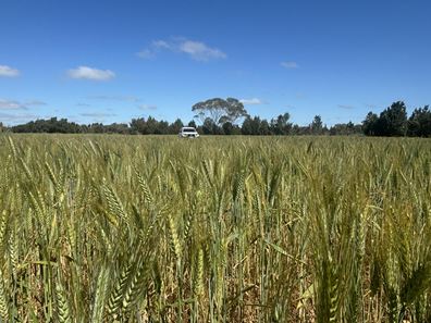 North Star, Binnu WA 6532