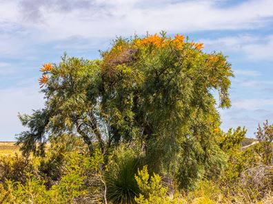 Lot 304,  PINDARI PLACE, Karakin WA 6044