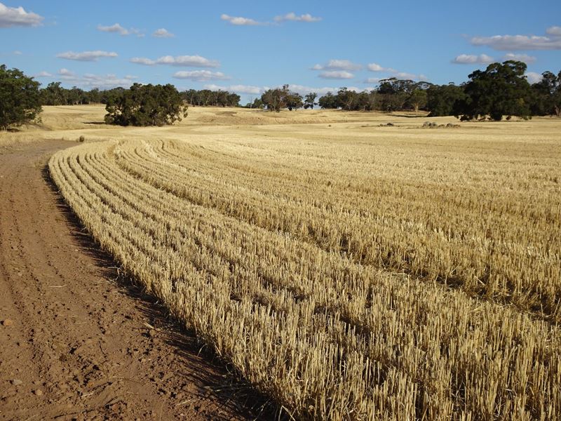 1811 Williams Kondinin Road, Minigin WA 6312