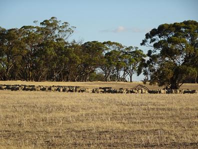 1811 Williams Kondinin Road, Minigin WA 6312