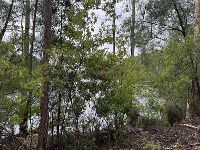 Lot 165,  Karri Lane, Quinninup WA 6258