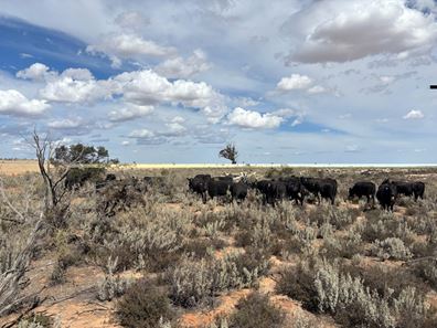 21 Goldfields Road (Baandee), Kellerberrin WA 6410