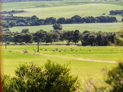 1626 Chapman Valley Road, Narra Tarra WA 6532