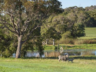 Lot 42,  Blackwood Grove, Kudardup WA 6290