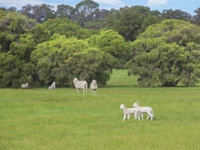 Lot 42,  Blackwood Grove, Kudardup WA 6290