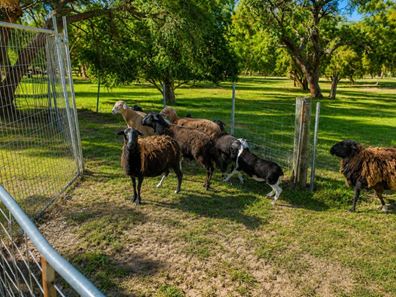 373 Kelvin Road, Orange Grove WA 6109