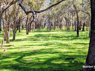 Lot 53 Cowalla Road, Cowalla WA 6503