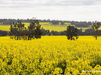 1722 Williams-Darkan Road, Williams WA 6391