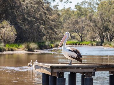 117 River View Avenue, South Guildford WA 6055