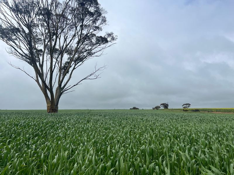 . 'The Dam Block', Cunderdin WA 6407