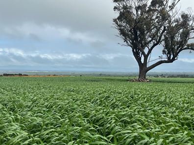 . 'The Dam Block', Cunderdin WA 6407