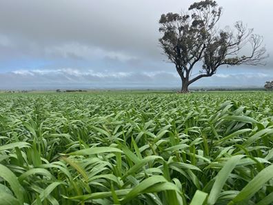 . 'The Dam Block', Cunderdin WA 6407