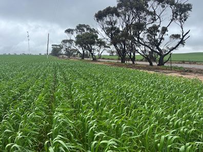 . 'The Dam Block', Cunderdin WA 6407