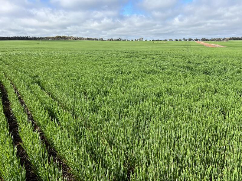 . 'Wells', Quairading