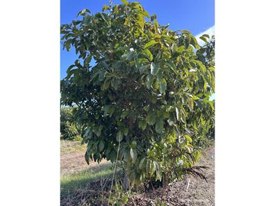 Lot 15 Hull Road, Harvey WA 6220