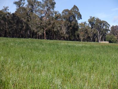 97 Dorrells Loop, Perup WA 6258