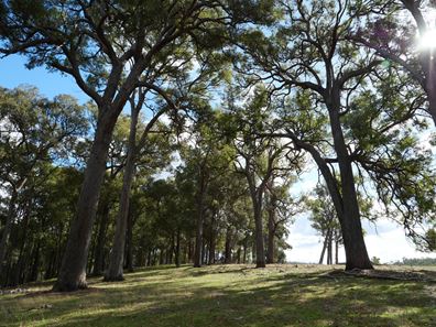 Lot 140 Vasse Highway, Nannup WA 6275