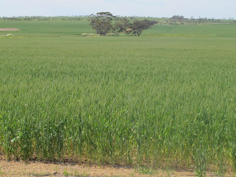 Carramar East, Mullewa