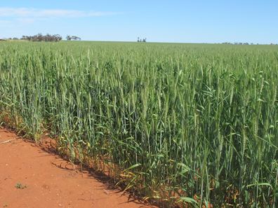 Carramar East, Mullewa WA 6630