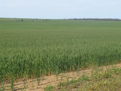 Carramar East, Mullewa WA 6630