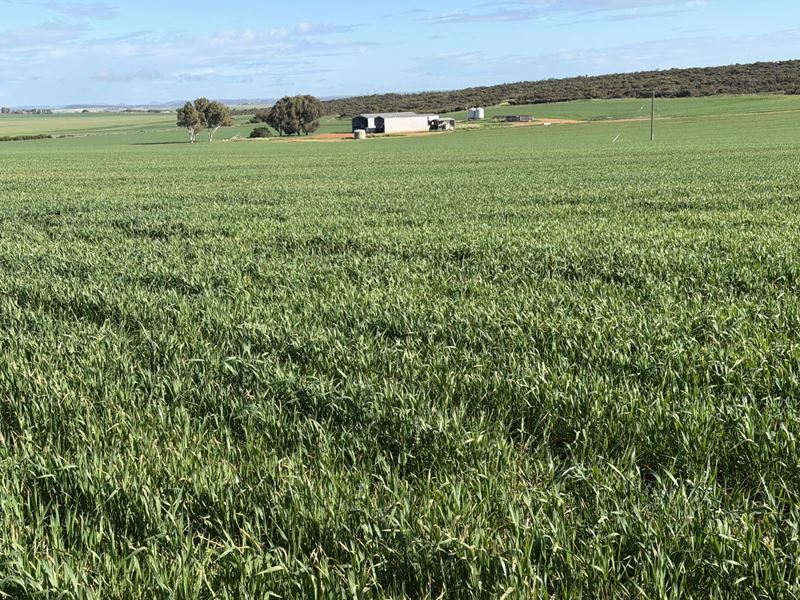 Lot 9683 Walkaway-Nangetty Road, Ellendale