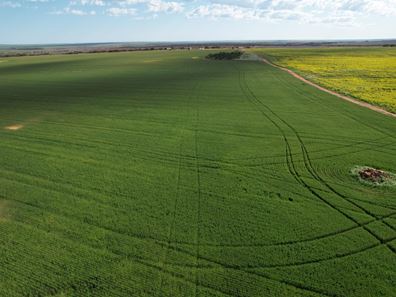 Tenindewa Williamson Road, Mullewa WA 6630