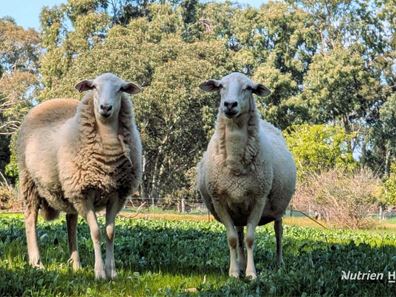 72 Robinson Street, Gingin WA 6503