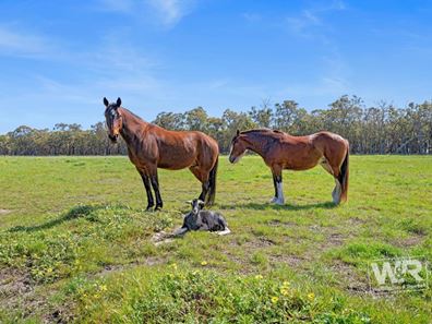 447 Crockerup Road, Mount Barker WA 6324