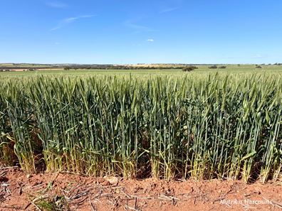 "Mirrabinda" Lot 3882 Brooksbank Road, Cunjardine WA 6401