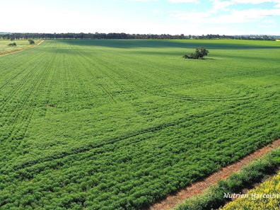 233 Mungedar Road, Badgingarra WA 6521