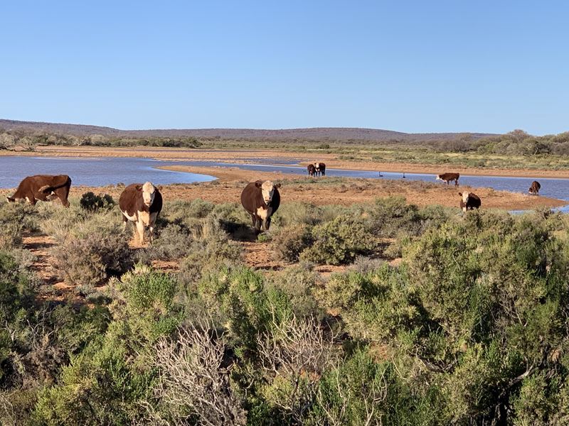 Cunyu Station, Wiluna WA 6646