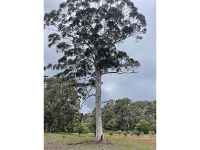 166 Redgate Road, Witchcliffe WA 6286