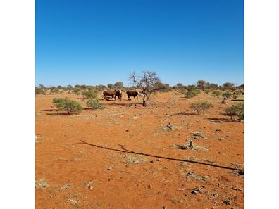 Koonmarra Station, Meekatharra WA 6642