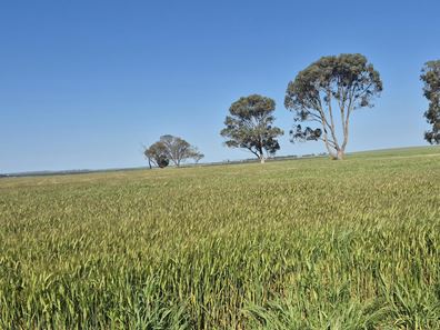 Ratio Downs, Degrussa Road, Gibson WA 6448