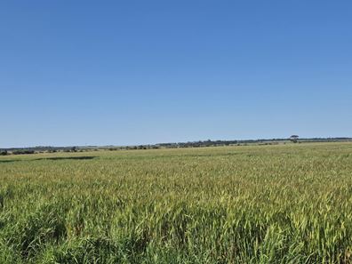 Ratio Downs, Degrussa Road, Gibson WA 6448