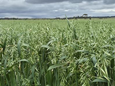 Ratio Downs, Degrussa Road, Gibson WA 6448