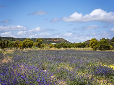 Lot 200,  LOT 200 Trefusis Place, Waggrakine WA 6530