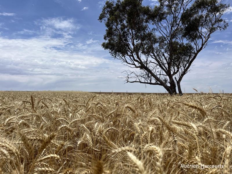 . 'McKays', Cunderdin