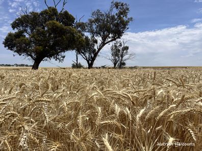 . 'McKays', Cunderdin WA 6407