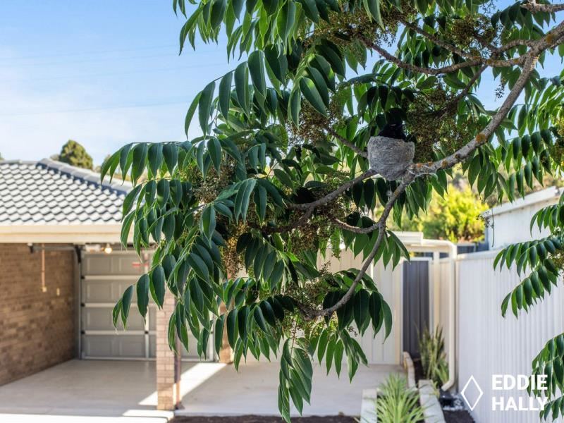 65 Williambury Drive, Yangebup