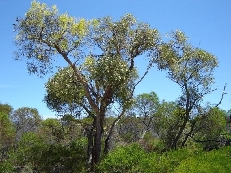 Lot 60, 147 River Loop, Jurien Bay